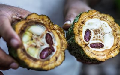 MoreGoodness: MAD ABOUT CACAO